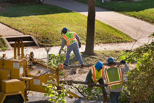 How Our Tree Care Process Works  in  Vidor, TX