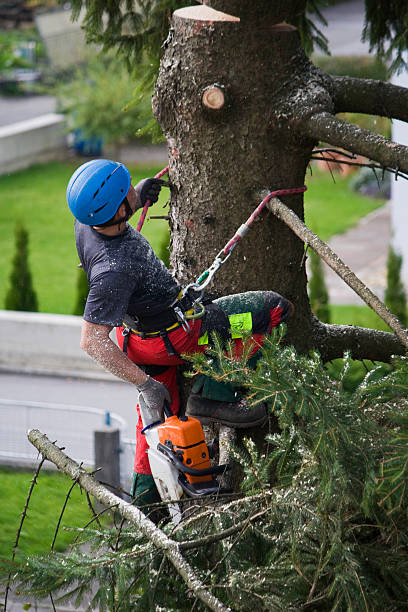 Reliable Vidor, TX Tree Care Services Solutions